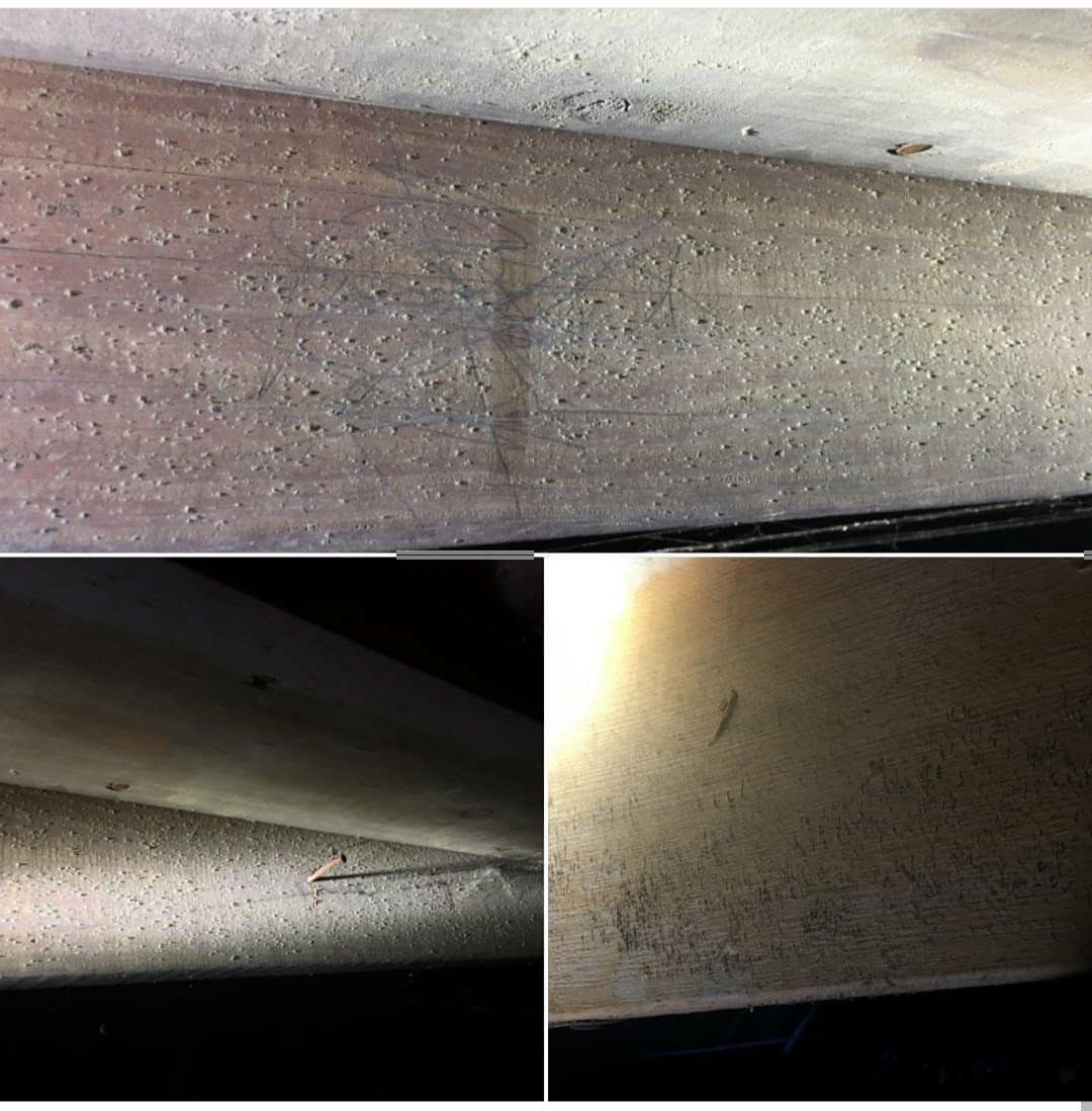 Basement Mold Growth