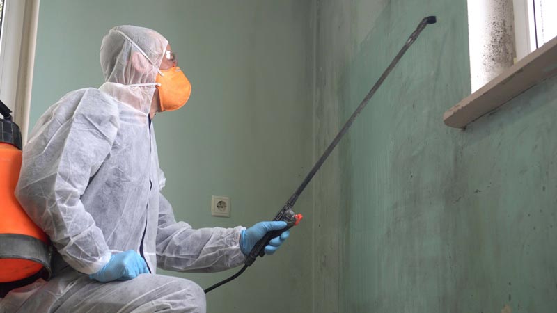 Mold Professionals in Kansas