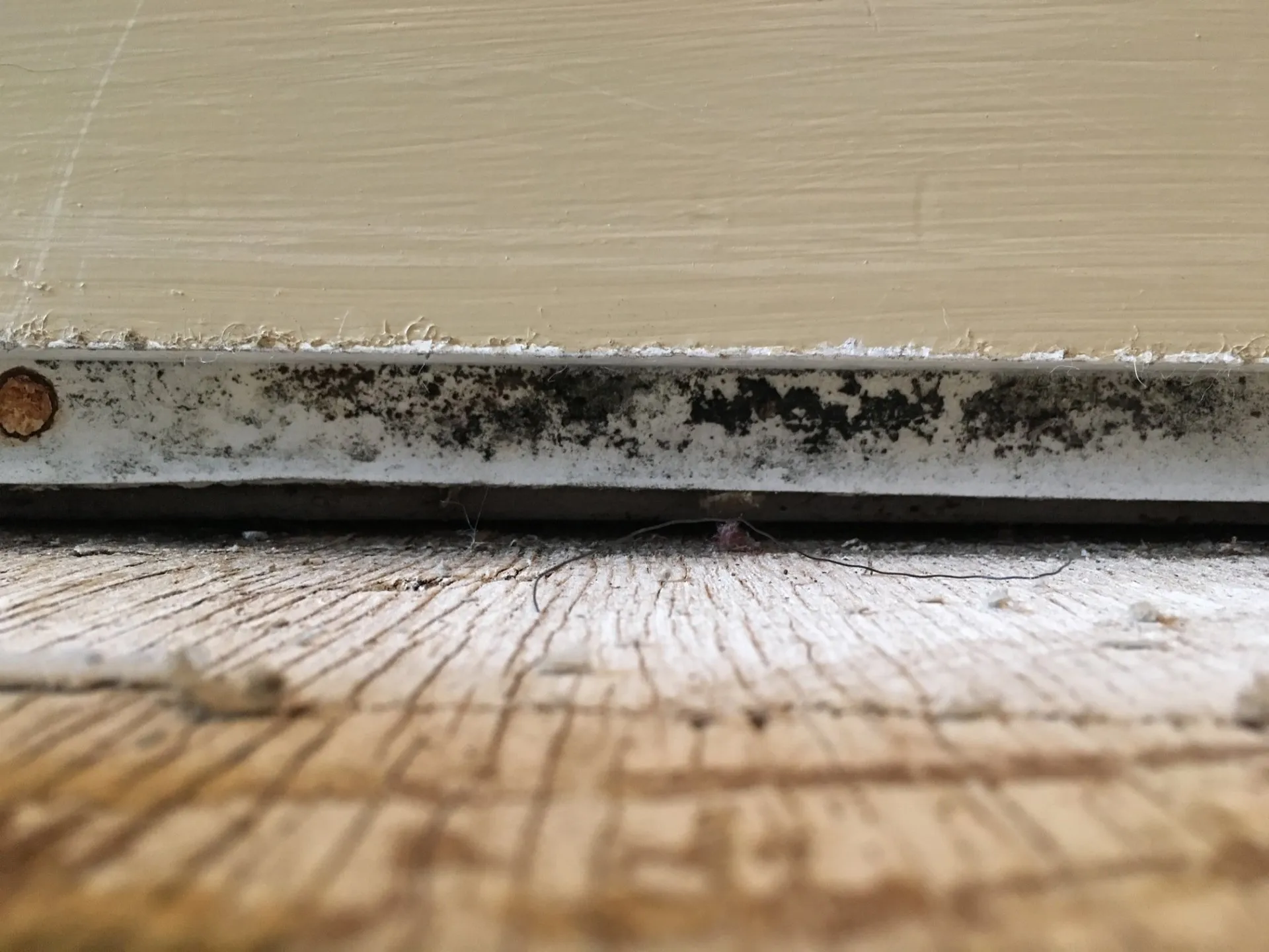 Preventing Mold After Water Damage