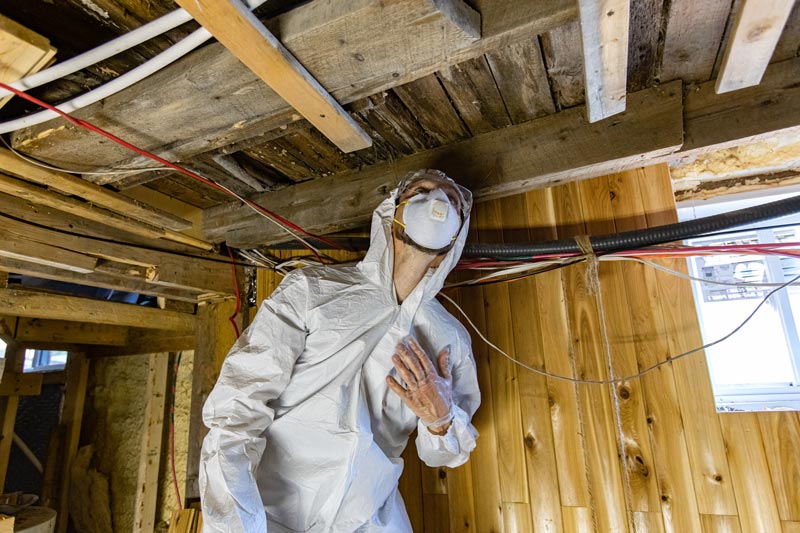 Mold Removal