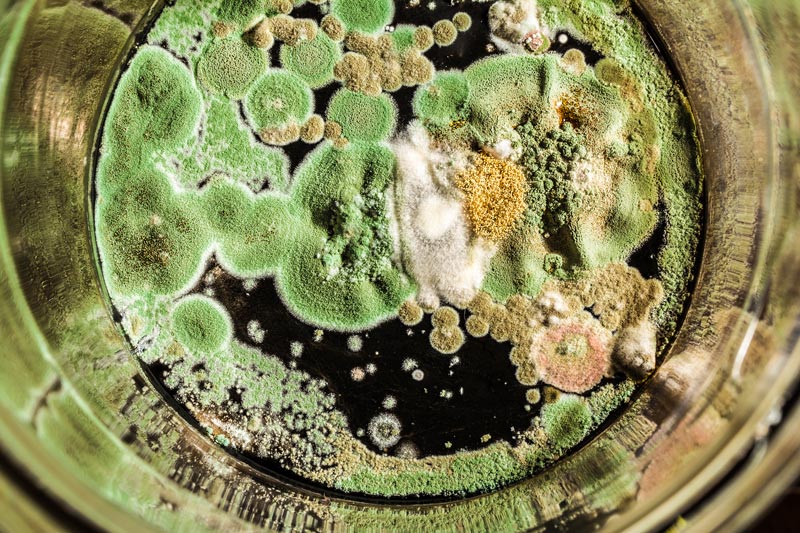 Mold Removal