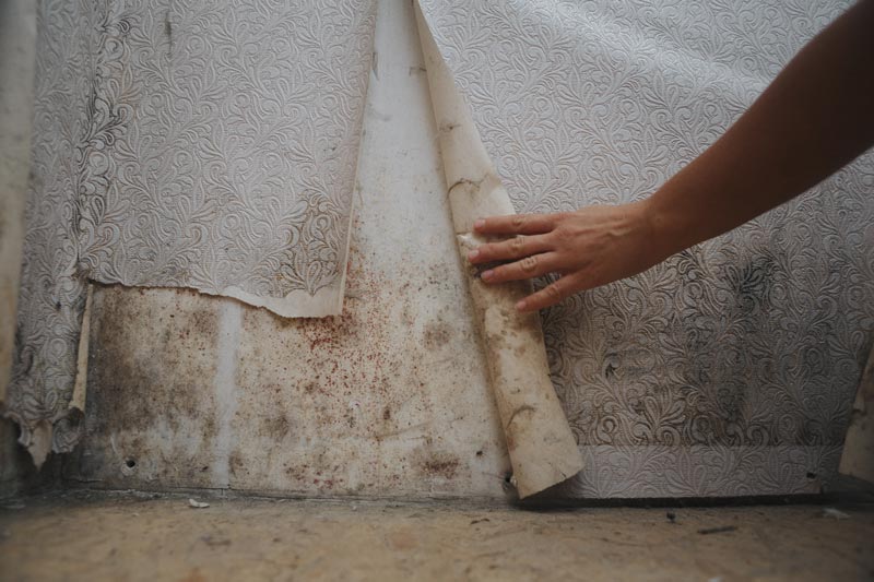 Mold Removal