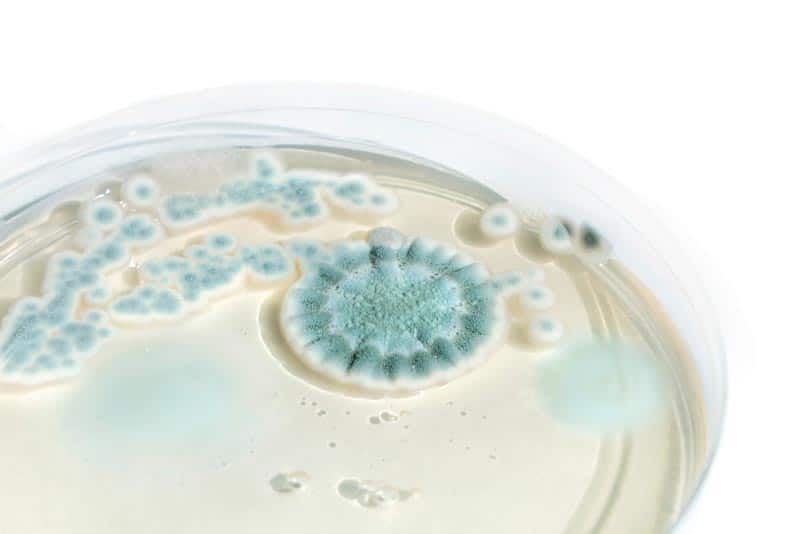 Mold Assessment