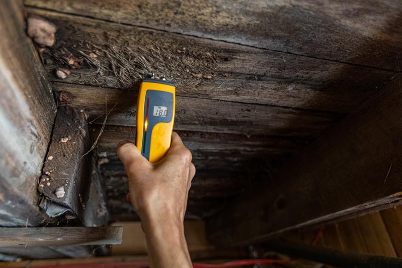 Mold-Remediation