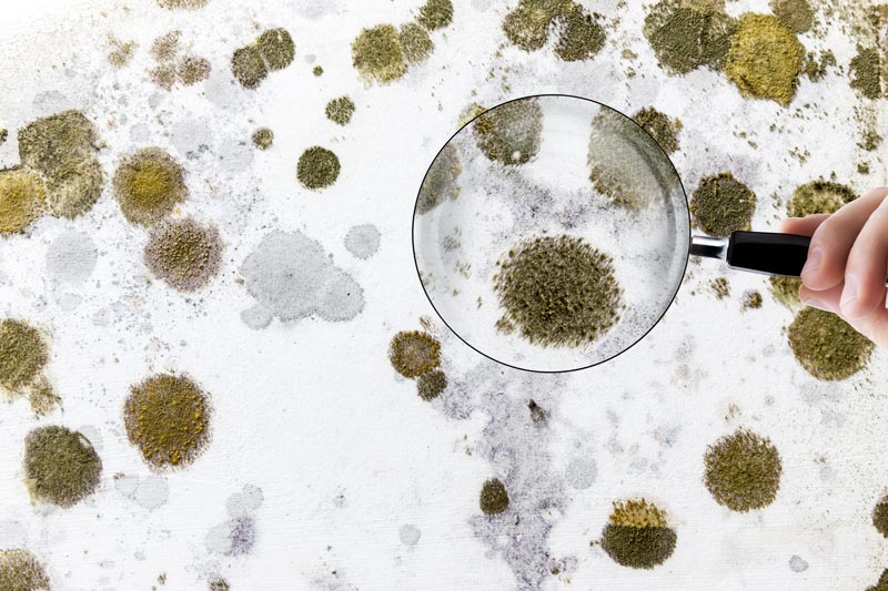 Mold testing