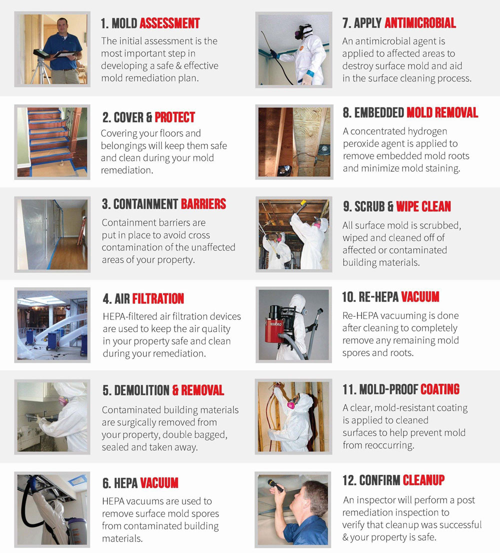 mold removal process