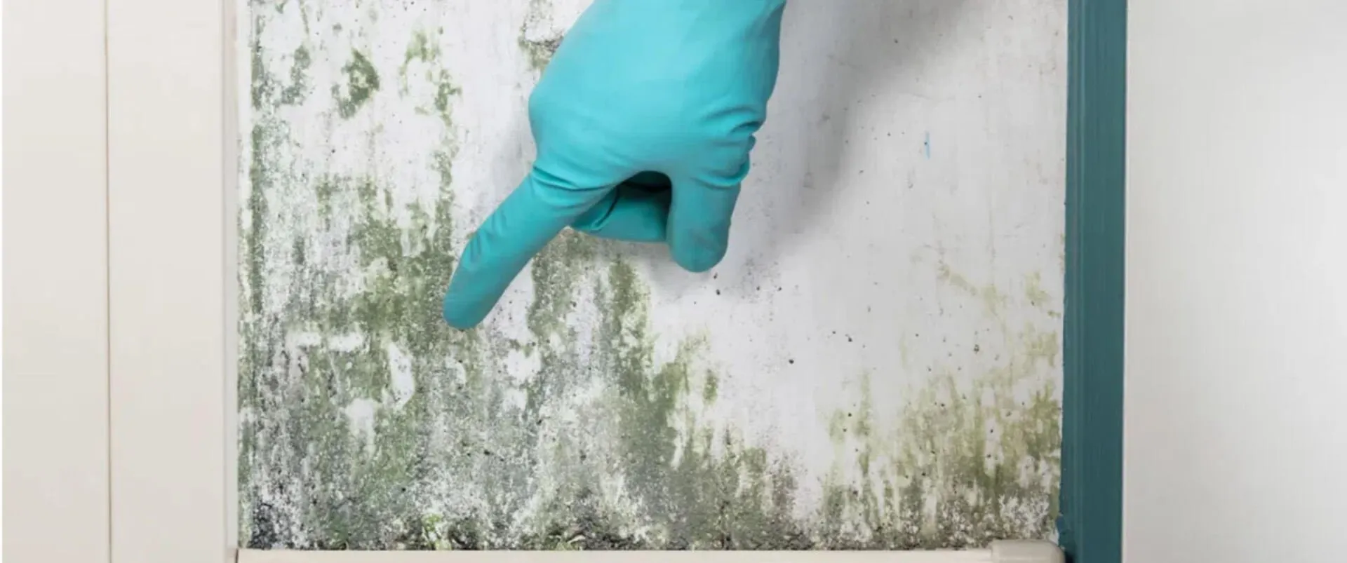 How to Stop Mold From Spreading